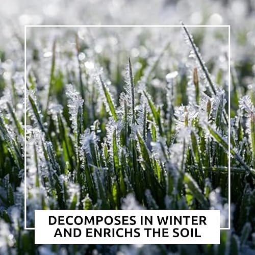 Miniatura 4 de Semillas de parcela de comida de venado de cola blanca  Mezcla de avena de centeno de trigo con trébol de rábano de nabo  Mezcla de búfalo (1 libra)