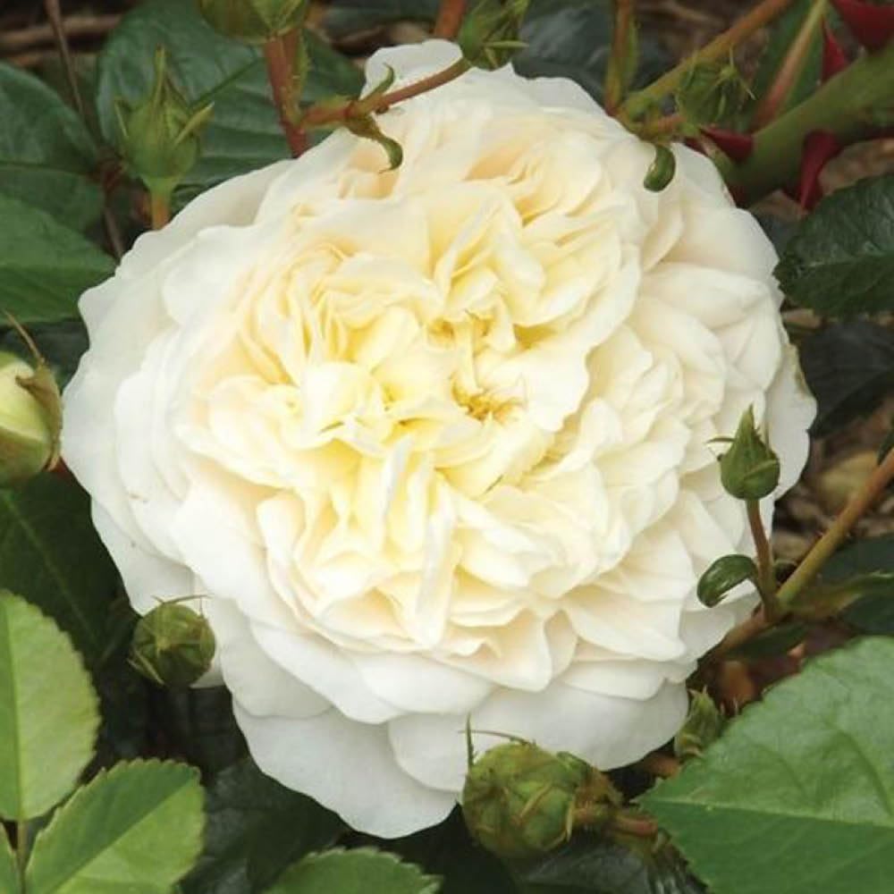 YouGarden Harkness Climbing Rose 'Perpetually Yours' 4 Litre Pot