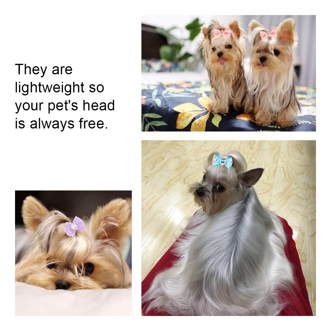 Nomi Di Razze Di Cani Di Piccola Taglia Razze Di Cani Di Piccola - Foto 11