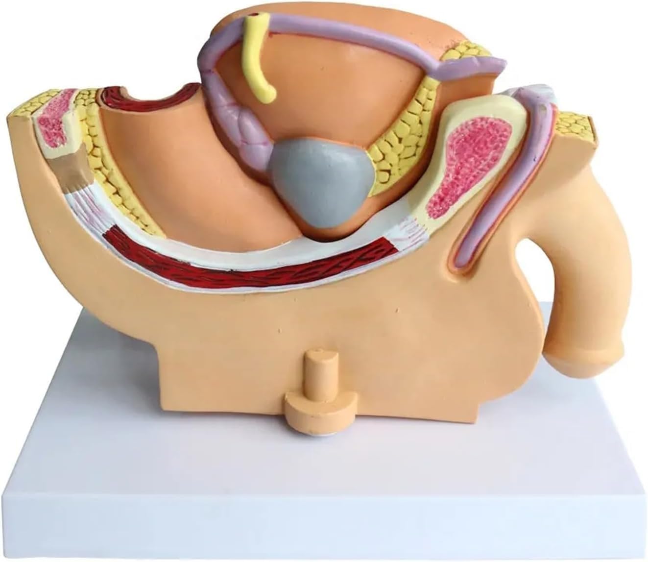 Generico Modello Anatomico del Sistema Riproduttivo Maschile, Modello Anatomico Patologico della Vescica della cavità Addominale Medica per Lo Studio Dell'educazione