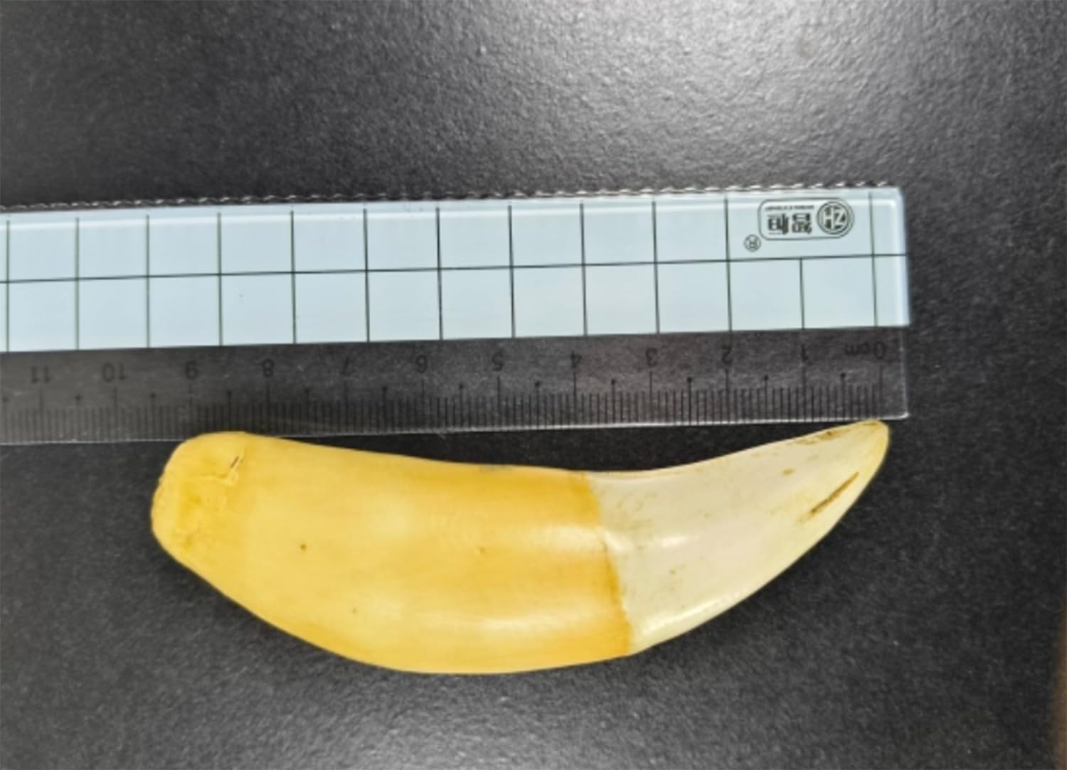 Symulacyjny model zęba tygrysa, modele zębów zwierząt, model zębów tygrysa z żywicy do nauczania medycznego, kolekcja sztuki, wystawa dekoracji malarskich, prezenty na narzędzia edukacyjne.