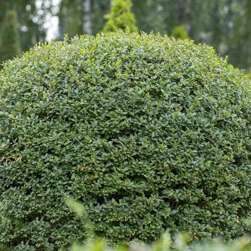 semillas de seto de aligustre - Balcón jardín semillas de jardín plantas verdes Decoración de plantas de balcón con parterres elevados plantas de oficina arbustos de hoja perenne 70pcs