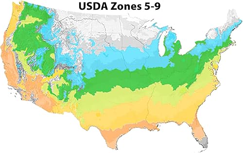 Miniatura 7 de Blooming & Beautiful - Sprinter Boj - 3 gal - Ganadores probados - Arbusto de hoja perenne - Follaje verde - Crece rápido - Interés durante todo el