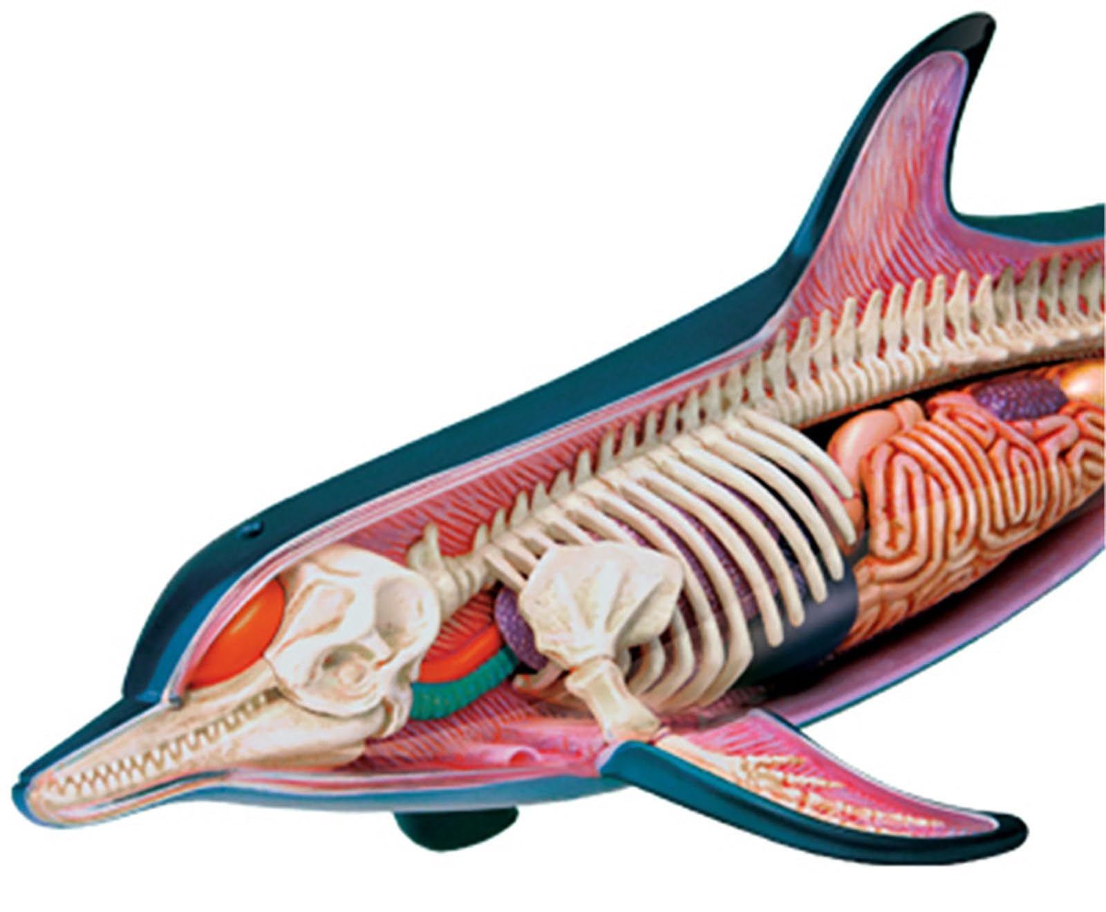 Modelo Anatómico 4d De Delfín, Modelo De Esqueleto Y Órganos del Delfín con Partes del Cuerpo Extraíbles, Modelo Didáctico De Anatomía Animal para Biología, Educación Veterinaria Y Demostraciones
