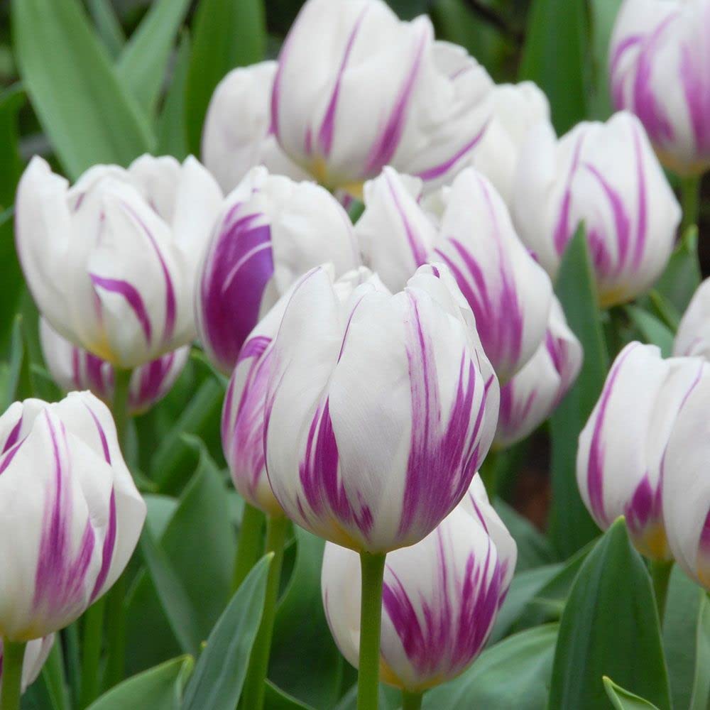 See full amazon price history chart for Live Green Imported Tulip Purple/White Flower Bulbs (1 Bulbs) Live Green Imported Tulip Purple/White Flower Bulbs (1 Bulbs) (B0BPPG286K) Amazon Price History, Amazon Price Tracker
