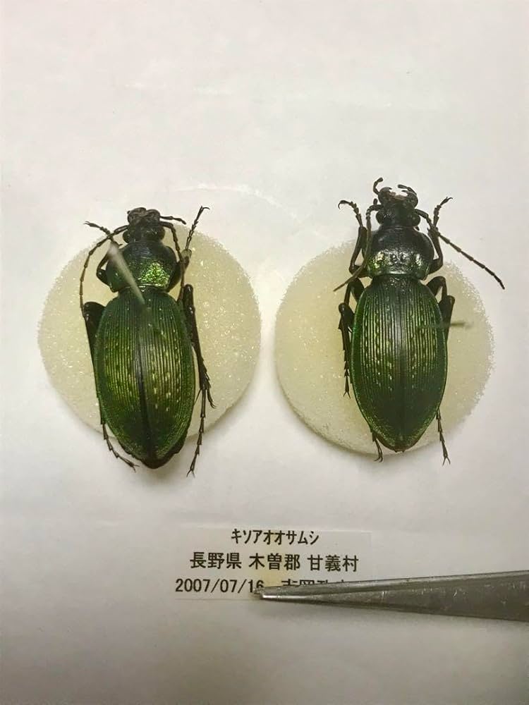 【外国産オサムシ標本】ギガスイボハダオサムシ/スロベニア産/44mm 外国産オサムシ標本】ギガスイボハダオサムシ/スロベニア産/44mm