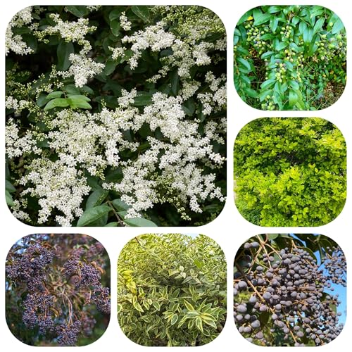 semillas de aligustre de hoja perenne - raras de jardín de interior resistentes 150pcs