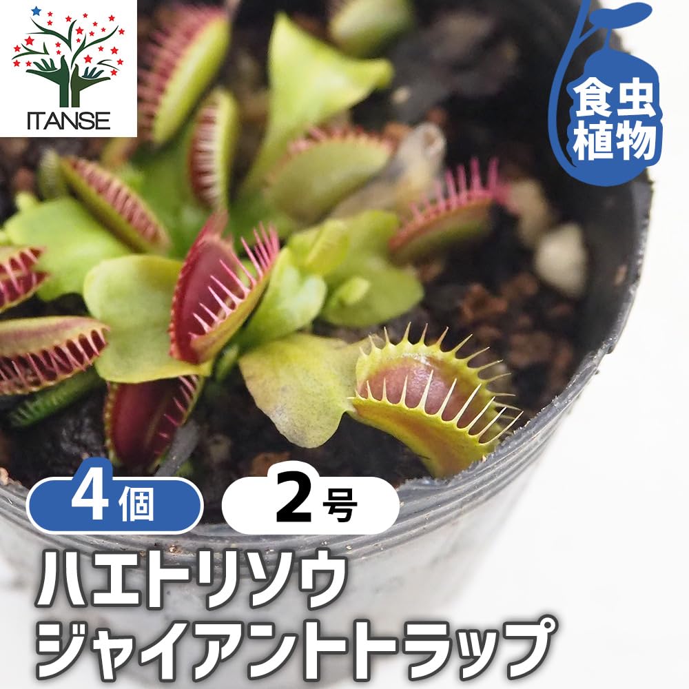 Amazon.co.jp: ITANSE ハエトリソウ ジャイアントトラップ 2号 4