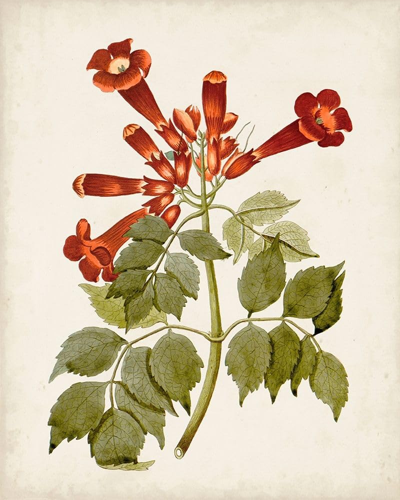 Poster vintage Arbres fleuris VI - Inconnu (45,7 x 61 cm)