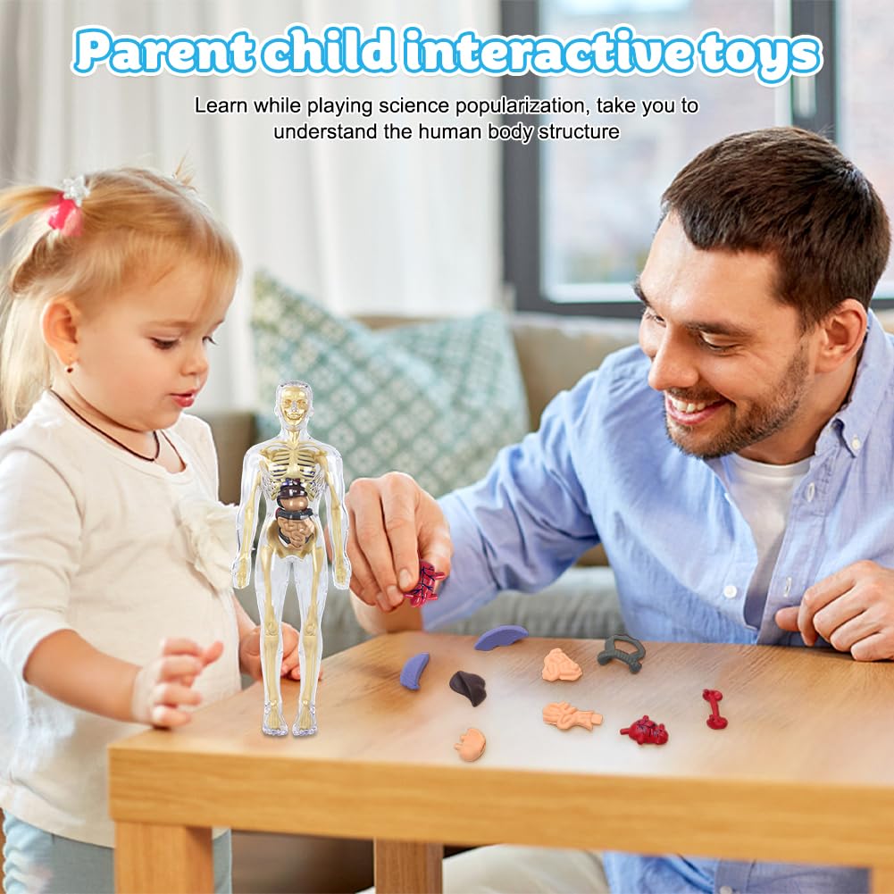 CEWROM Modelo 3D de cuerpo humano para niños, modelo de estructura de cuerpo humano transparente con esqueleto y músculos, modelo de esqueleto de anatomía, modelo de enseñanza, cuerpo humano — view 4