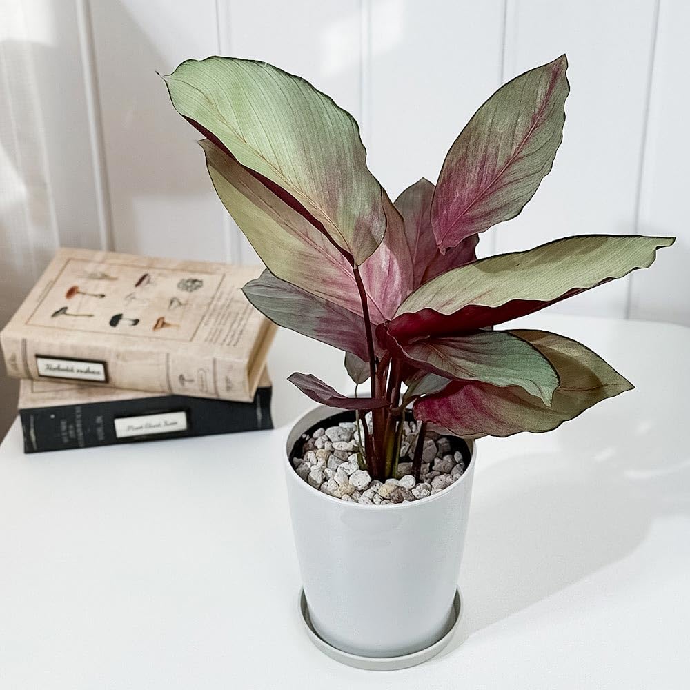 Amazon｜PLANCHU 観葉植物 カラテア シルバープレート 4号鉢 受け皿