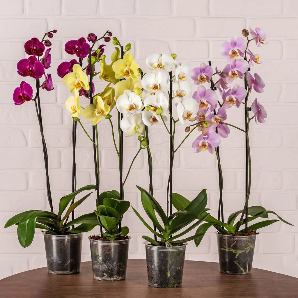 Cloud Farm Live Rare Exotic Orchid Indoor Flower Plant 4 Different Colors Pack of 4 CF_32 (B0BNCBG39H) Amazon Price History, Amazon Price Tracker