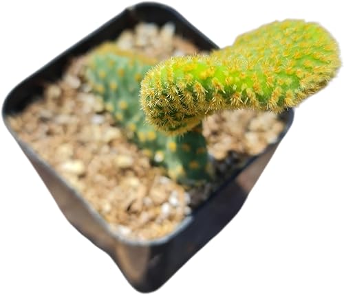 Miniatura 3 de Plantas de cactus suculentas vivas (2 pulgadas Opuntia Microdasy Golden Swirl Monstrose)