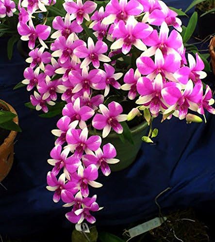 Dendrobium Orchid Live Plant Micky Pink Variety 1 Blooming Size Healthy Live Plant