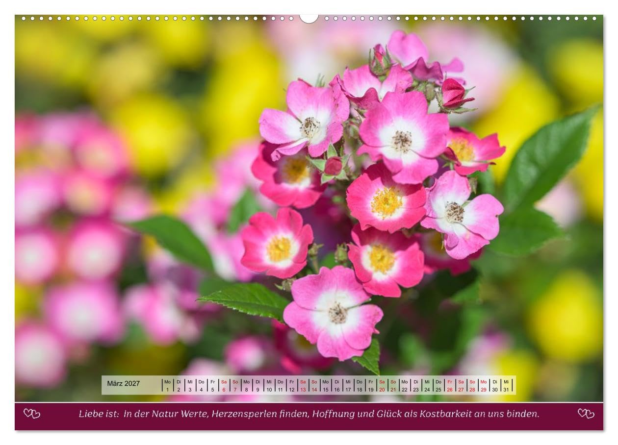 Rosen, Liebe ist (hochwertiger Premium Wandkalender 2027 DIN A2 quer), Kunstdruck in Hochglanz: Rosen und Poesie, ein Füllhorn an Liebe über das Jahr. (CALVENDO Natur)