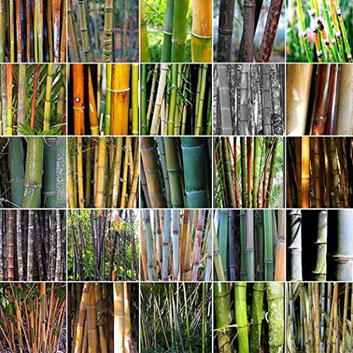 Seed House-KOUYE Rarities 100 Exotic Winter Hardy Bamboo Seeds Giant Bamboo Plant Seeds Perennial Moso Bamboo"Umbrella Bamboo Great Wall" Bamboo for Garden, Pond