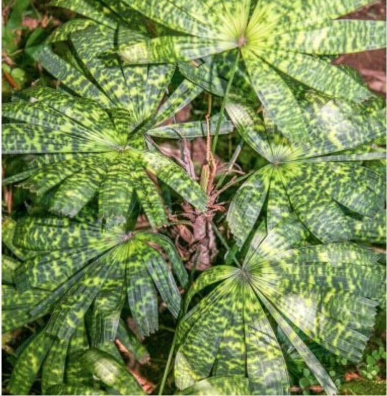 海老美　Licuala mattanensis 'Mapu'　リクアラマプ Amazon.co.jp: リクアラ マッタネンシス マプ Licuala mattanensis