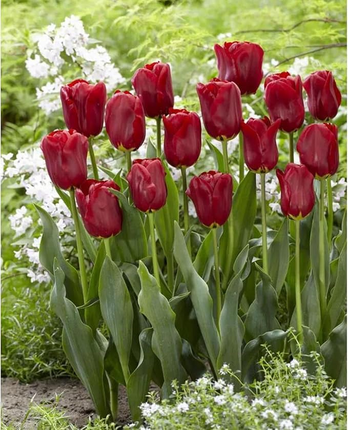 Tulip Bulbs,Flowering Rhizome,Excellent Display,Hardy Perennial,Iridescent,Tulip Bulbs Mix,Tulip Tubers UK,Good for Containers,Cut Flowers,Greening Flower,Balcony Garden Bulbs.-3Bulbs-G