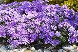 gartenbau-service Phlox 12 Stück subulata Emerald Cushion Blue Polster-Phlox T9x9 Bodendecker