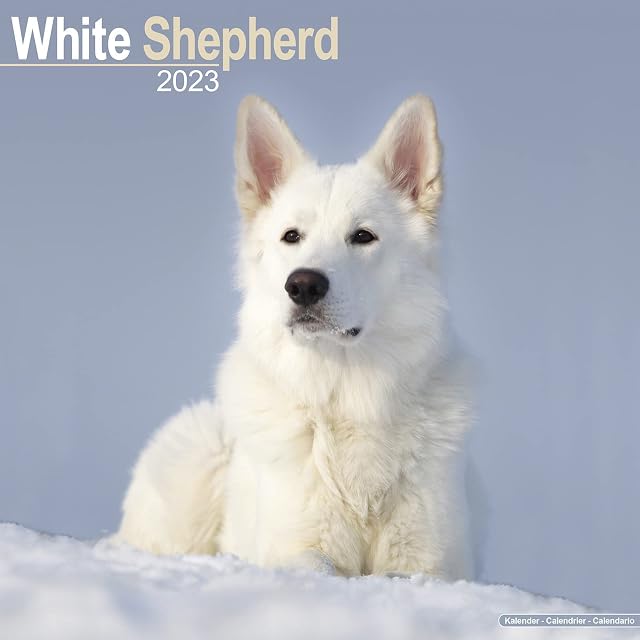 White Shepherd Calendar 2023 | Square Dog Breed German Shepherd Wall Calendar | 16 Month Wall Calendar | With FREE Organisational Stickers