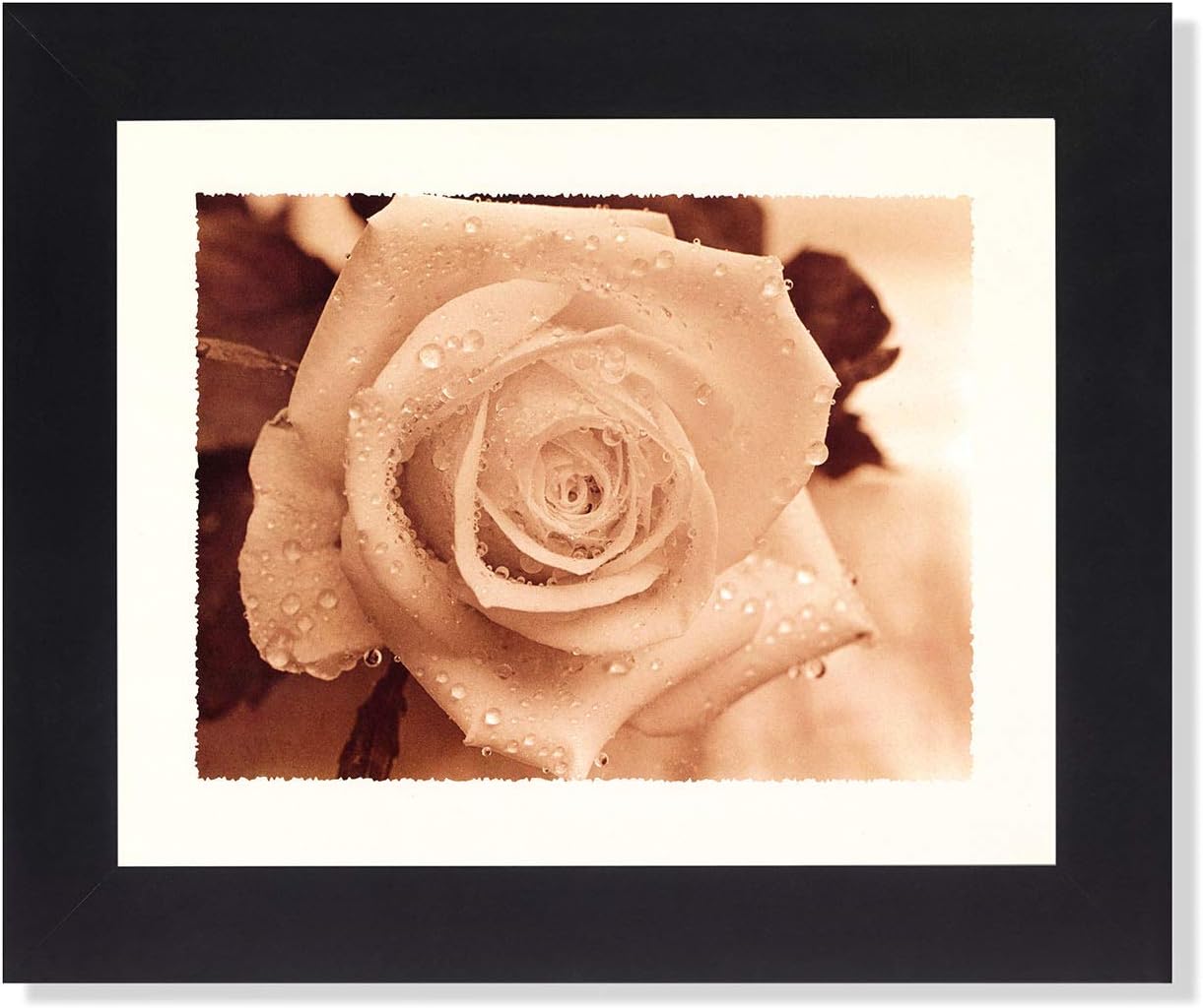 Morning Rain Drops on Rose Flower Close Up Photo Wall Picture Framed Art Print