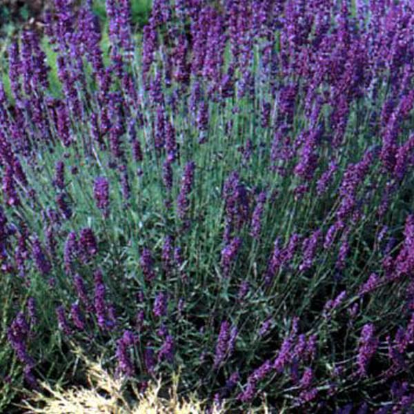 Pianta Di Lavanda 'Munstead' – Lavanda Inglese Compatta – Alta 45 Cm – Perfetta Per Bordure E Vasi