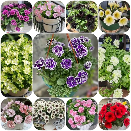 semi di petunia appesi rare, decorazione del soggiorno di petunia petunia, resistenti all'esterno di perenni resistenti 90pcs