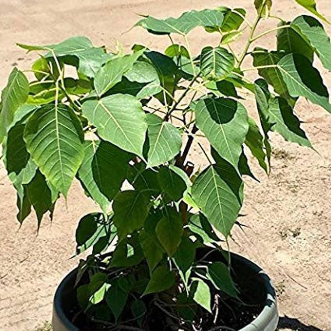 Greenursery Peepal Live Tree Outdoor Plant With Plastic Pot (Pack of 1) (B0CRGZZGH6) Amazon Price History, Amazon Price Tracker