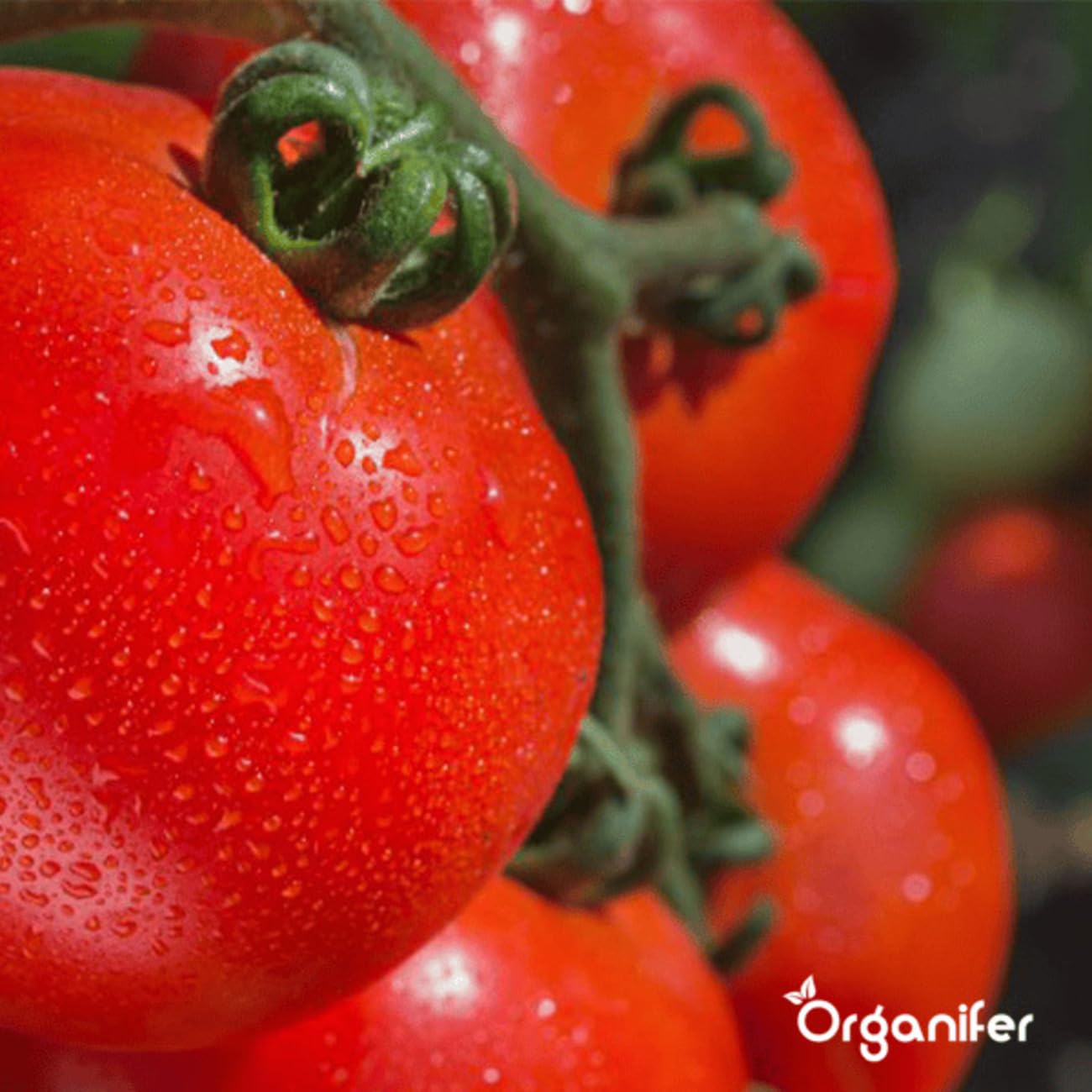 Organiczny Pakiet Nasion Warzyw | Nasiona Pomidora - Nasiona Ogórka - Nasiona Papryki - Nasiona Papryki - Nasiona Cukinii - Nasiona Organiczne - Organifer
