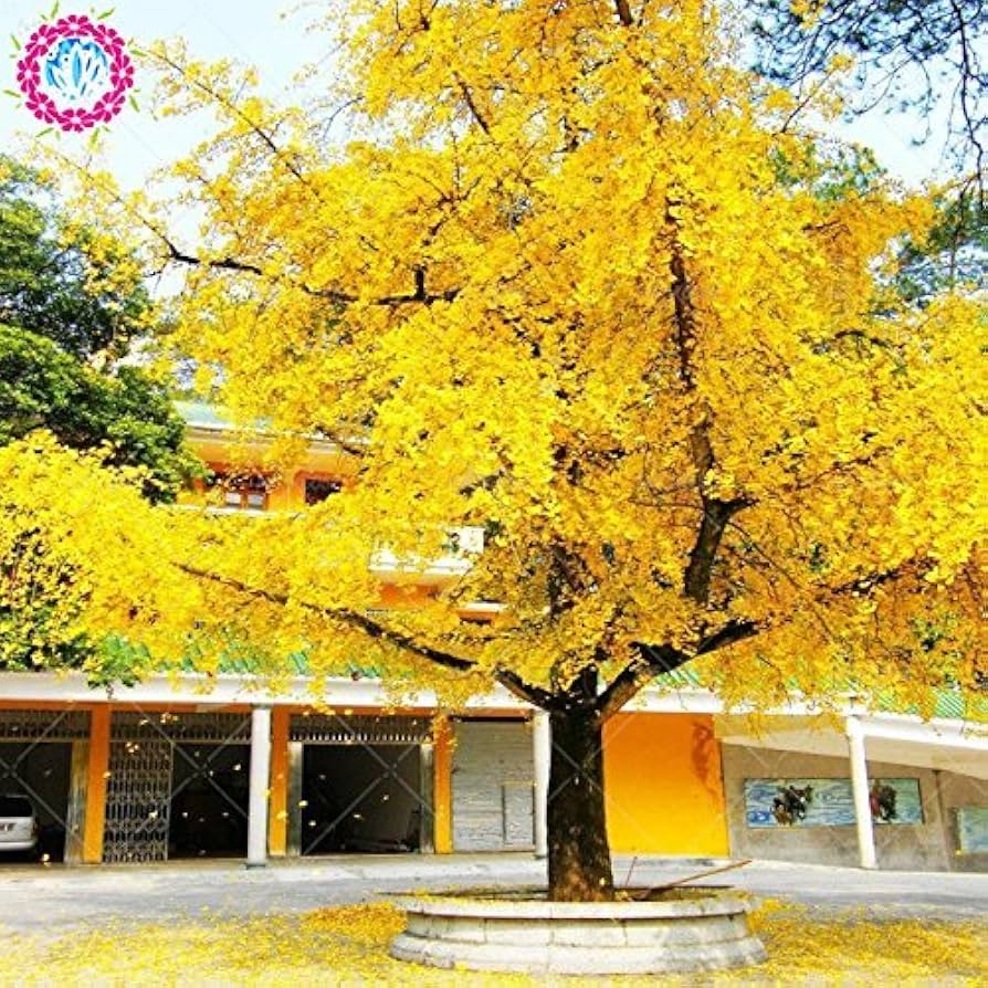 Autumn Yellow Leaves 5 Pcs Ginkgo Biloba Gingko Maidenhair