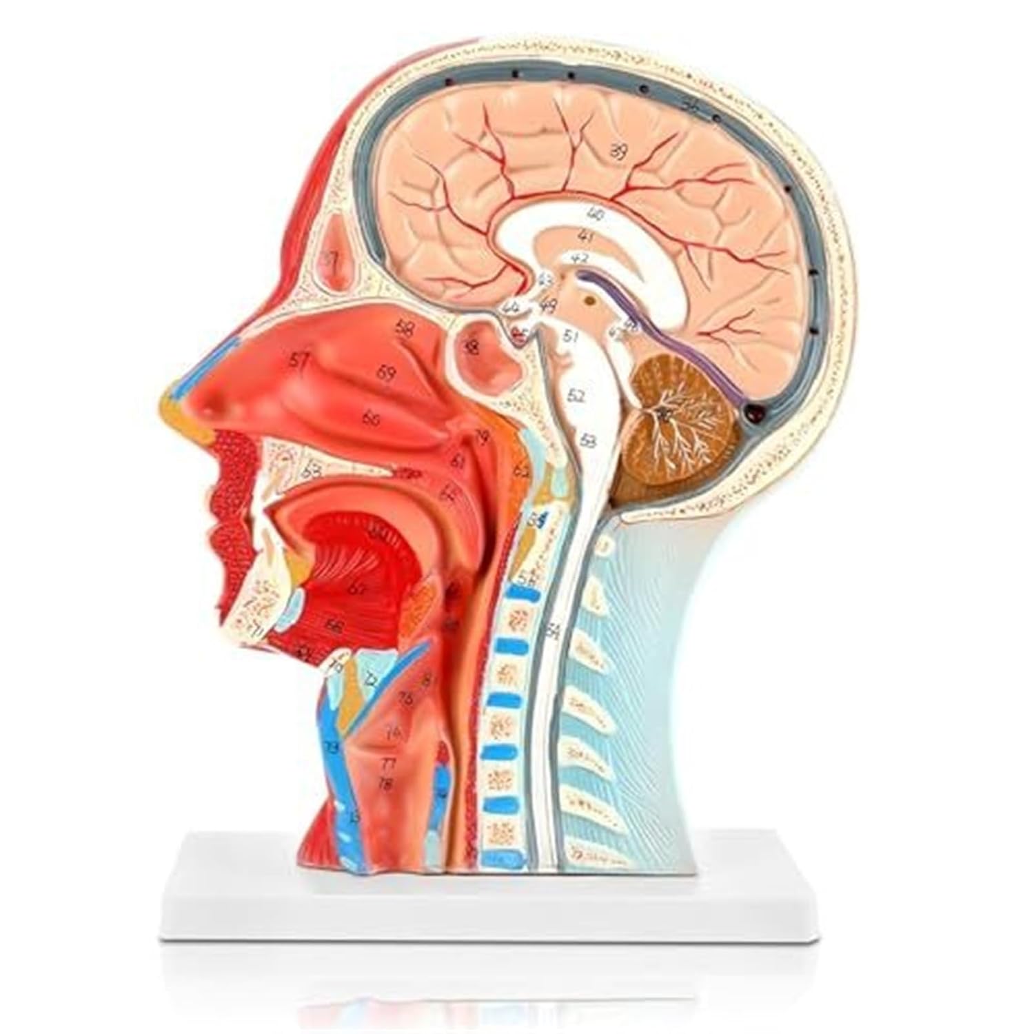 A Human Half Head Neurovascular and Facial Anatomical Medical Model with Muscle Structure
