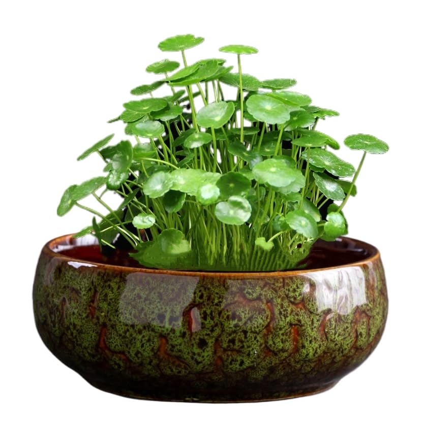 Lotus Pflanze Blumenschale, Vintage Ceramics Blumentpfe fr Lotusblume,  Grokaliber Hydrokultur Bonsai Schale, Narzisse Topf Schale Seerose  Sukkulente Haushalt einfaches Keramik-Becken (grn): Amazon.de: Garten