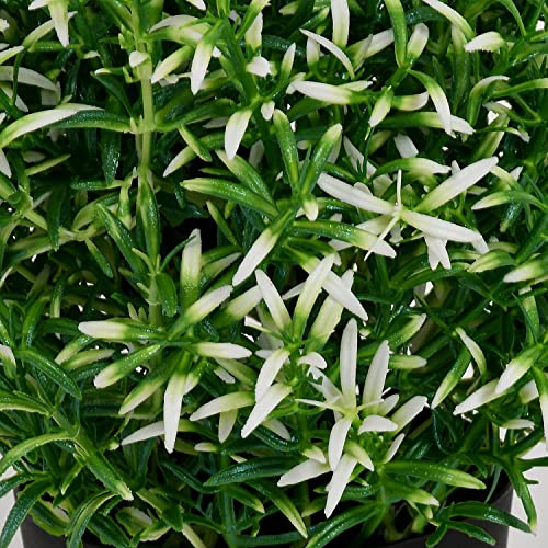 Image of PAPERI Artificial Rosemary Plants for Home Decor - Indoor Fake Rosemary Plant Flowers with Pot, Bathroom Decorations Items, Small Plastic Trees, Decoration Flower for Living Room Table, White