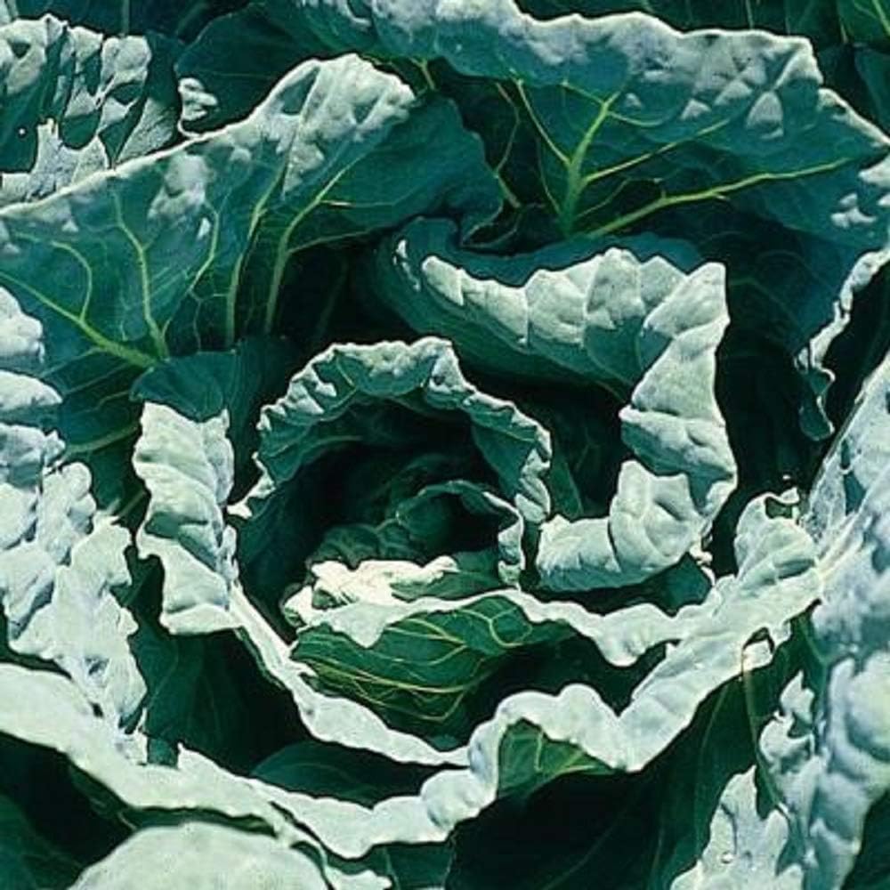 Vegetales