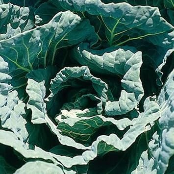 Morris Heading Collard Green Seeds,100 Count COOL BEANS N SPROUTS Brand. Non-GMO. Home Gardening.