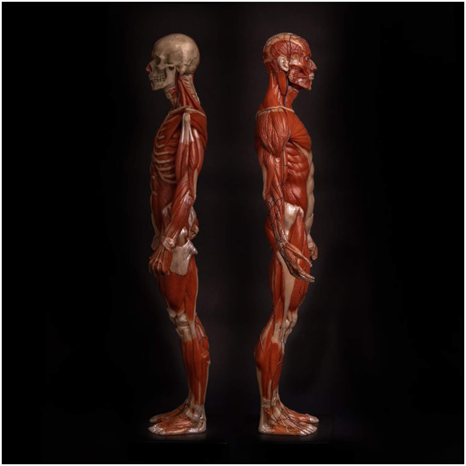 Modèle de Figure d'anatomie Humaine - Modèle de Peinture de Figure d'anatomie Masculine de 23,6 Pouces - Modèle Anatomique Humain d'os et de Peau - pour l'étude du Dessin d'artiste médical, A