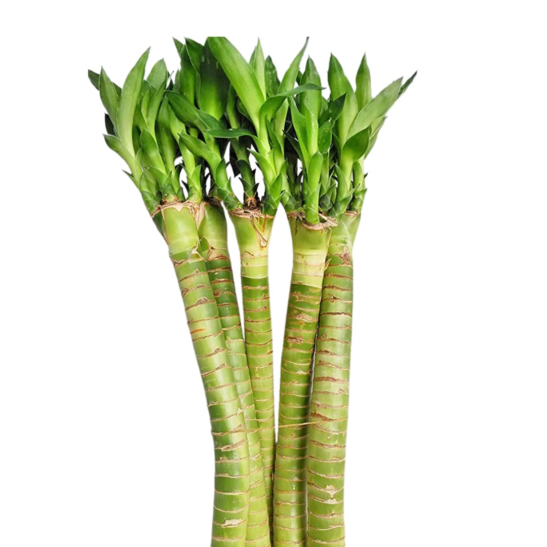 CAPPL Live Lotus Bamboo Indoor Plants 30 cm (3 Sticks) Without Glass Container (B07C2KQCZ7) Amazon Price History, Amazon Price Tracker