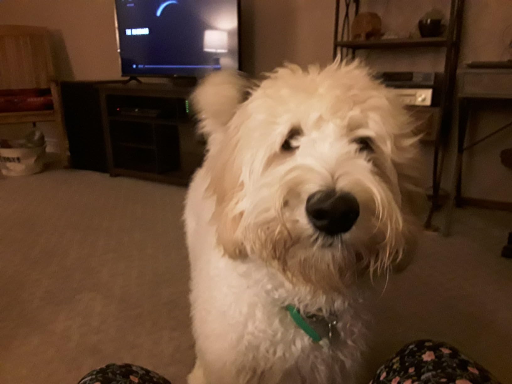 Blue Buffalo Life Protection Formula Adult Dry Dog Food, Chicken & Brown Rice Recipe, Made with Natural Ingredients, Helps Build and Maintain Strong Muscles, 15-lb. Bag photo review