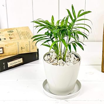 Amazon Co Jp 観葉植物 ヤシ テーブルヤシ チャメドレア エレガンス 3 5号鉢 受け皿付き 育て方説明書付き Chamaedorea Elegans Diy 工具 ガーデン