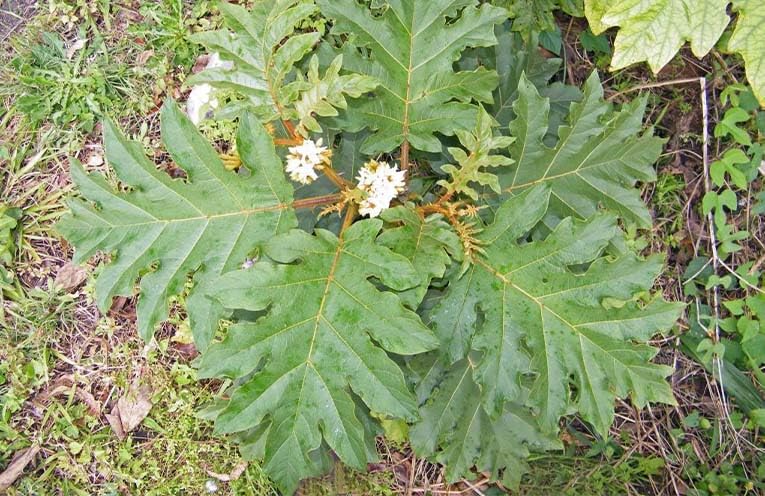 300 Semi Di Solanum Chrysotrichum (Pianta Della Melanzana) | Semi Freschi Per Coltivazione, Con Istruzioni Di Piantagione