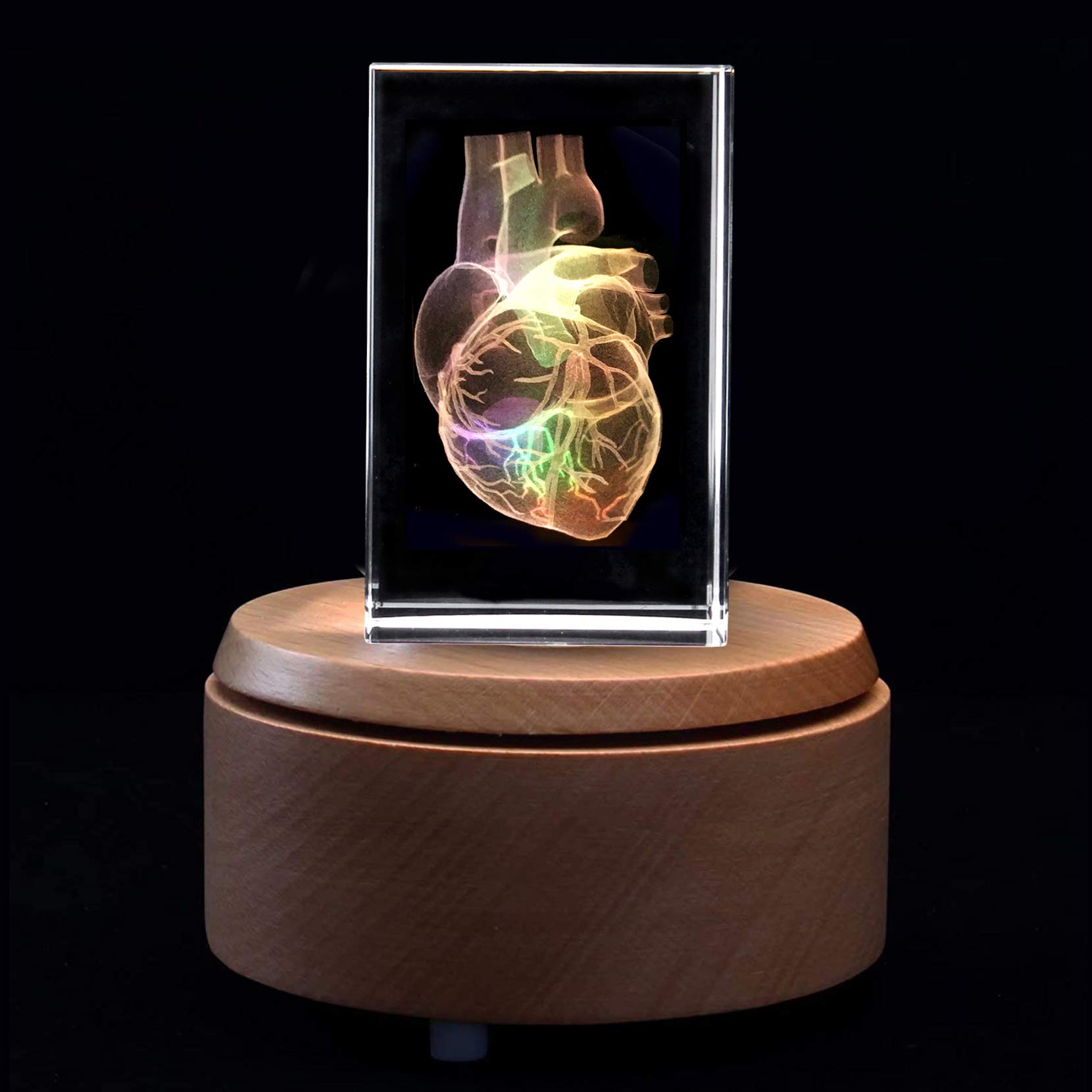 Amazon.com: 3D Human Heart Anatomical Model Paperweight(Laser