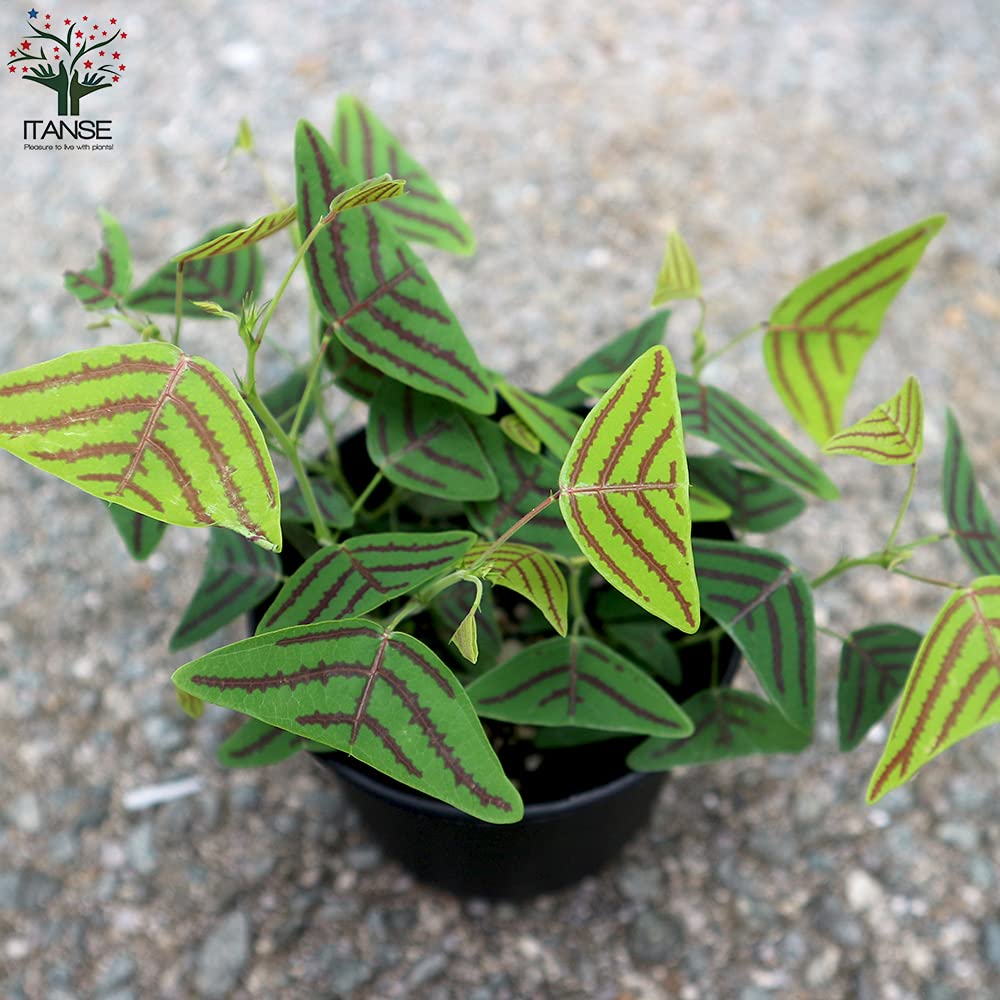 翼苗木 Amazon｜ヒコウキ草(飛行機草)3.5号鉢【品種で選べる観葉植物