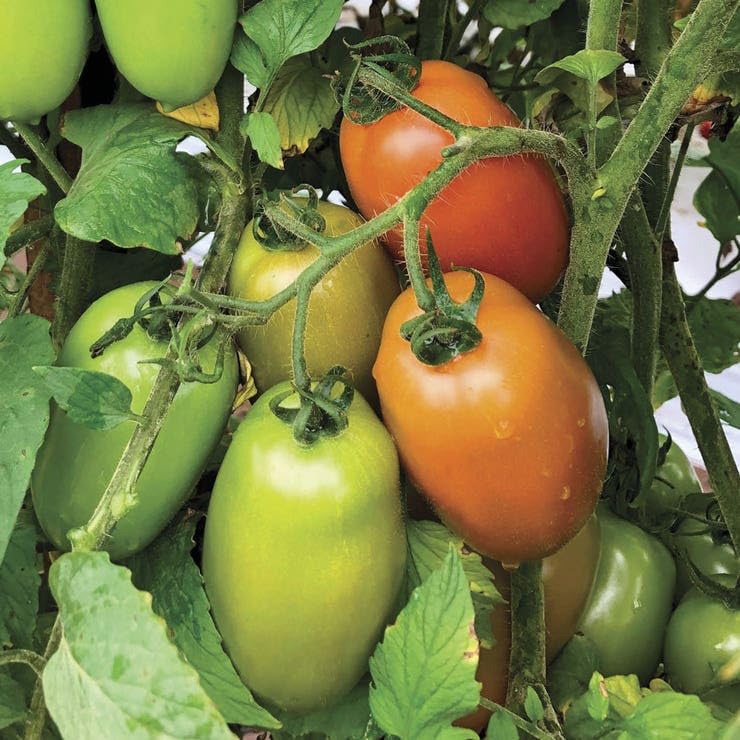 Amazon.com : Park Seed Zenzei Tomato Seeds – Pack of 10 Seeds, AAS