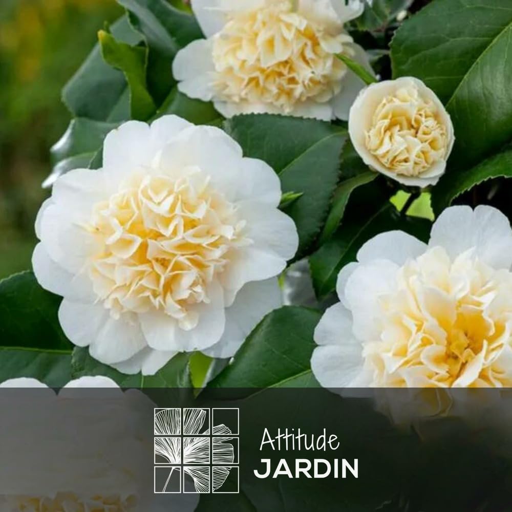 Attitude Jardin - Camellia japonica blanc - roślina kwitnąca - 50-60 cm - ◕ 21 cm - roślina zewnętrzna