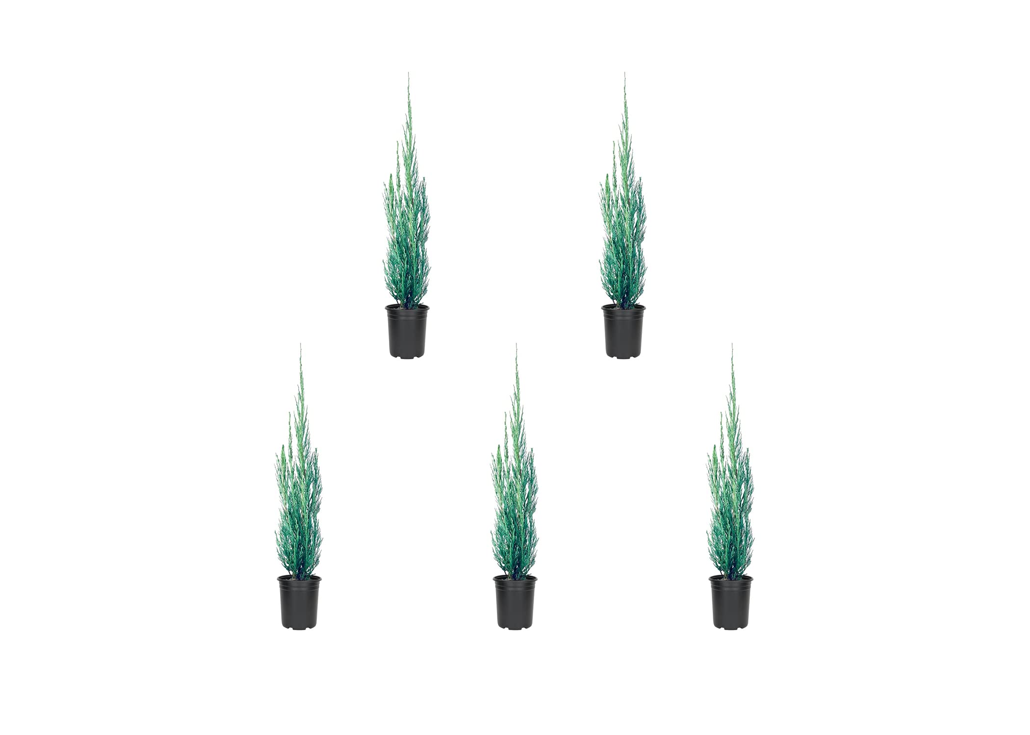 Skyrocket Juniper 5-Pack