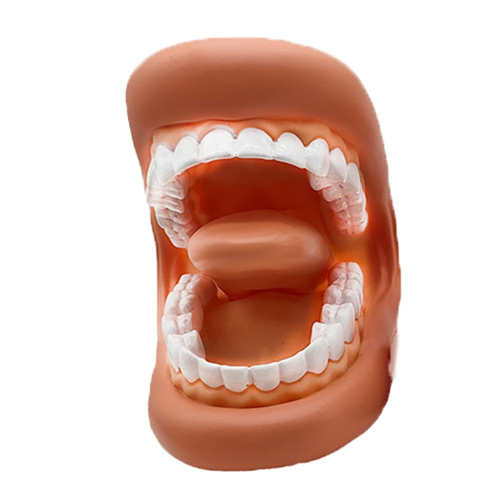 Modelo de Dientes Falsos Portátiles Educativos para Aprendizaje Práctico