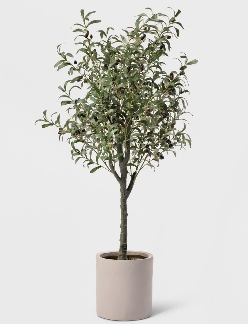 Creative Farmer Rare Exotic Arabic Olive ' Tree Live Plant (1 Healthy Plant) Fruit Seedling (Healthy, (PLANT-395-OLIVE|563|499@)