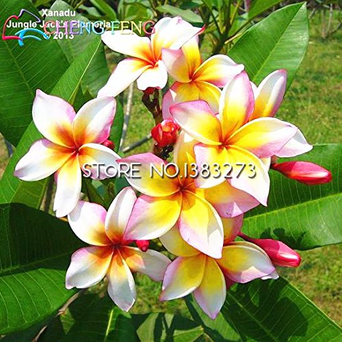 Green Seeds Co. 50 plantas Home Garden Frangipani PLUMERIA Rubra Lei Egg Plantas de flores Bonsai regalo Muy fácil plantas plantas de interior flores: Verde