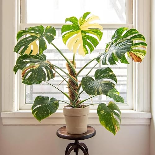Yellow Green Monstera Plant, Live Monstera Deliciosa Plant, Live Variegated