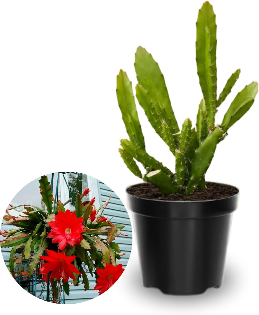 2 Epiphyllum Plants Live, Red Epiphyllum Orchid Cactus Plants, 6 to 8 Inches Tall, Epiphyllum Rooted in 4 Inches Pot, Live Epiphyllum Orchid Cactus Plant, Ready to Plant